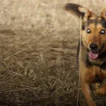 Pies do adopcji, Jelenia Góra, 12 lutego 2021