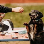 Korek 982061600056522