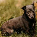 Pies do adopcji, Czartki, 16 czerwca 2020