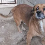 Lilipek to pies przywieziony w dniu 15.11.25r z terenu gm. Siedlce, nieduży, kontaktowy, wesoły