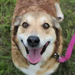 Pies do adopcji, Grudziądz, 29 kwietnia 2022