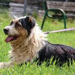 Pies do adopcji, Grudziądz, 26 lutego 2019