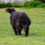 Pies do adopcji, Grudziądz, 16 stycznia 2020