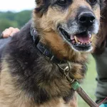 Pies do adopcji, Grudziądz, 28 grudnia 2018