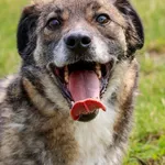 Pies do adopcji, Grudziądz, 3 czerwca 2020