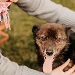 Stiff 967000009518030