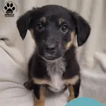 Znaleziono psa, Gdynia, 30 stycznia 2026