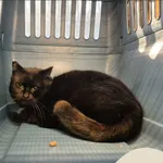 Znaleziono kota, Gdynia, 2 lutego 2026