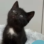 Felix