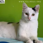 Kot do adopcji, Rzeszów, 16 września 2023