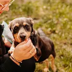 Serek 616093902303918