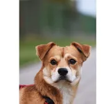 Znaleziono psa, Białystok, 15 października 2023