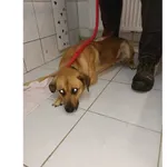 Znaleziono psa, Białystok, 15 października 2023