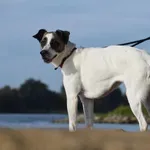 Znaleziono psa, Toruń, 24 września 2023