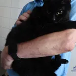 Kot do adopcji, Szczecin, 6 sierpnia 2023