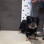 Pies do adopcji, Chełmek, 15 października 2023