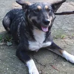 Pola to suczka przywieziona w dniu 23.10.2023r z terenu gm. Ryki, nieduża , kontaktowa