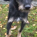 Pieprzyk to pies przywieziony w dniu 18.10.2023r z terenu gm. Sobolew, nieduży ,kontaktowy