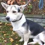 Peper to pies przywieziony w dniu 23.10.2023r z terenu gm. Siedlce, niski, kontaktowy