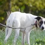 Znaleziono psa, Toruń, 24 września 2023