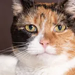 Kot do adopcji, Gdańsk, 22 września 2023