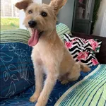 Znaleziono psa, Grudziądz, 13 listopada 2022