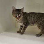 Kot do adopcji, Orzechowce, 12 lipca 2023