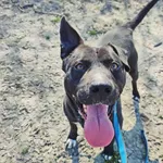 Pies do adopcji, Konin, 25 listopada 2020