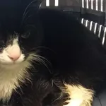 Nr: 594/2023 - Kot z Świdnica Miasto