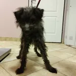 Nr: 598/2023 - Pies z Prochowice