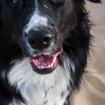 Zaginął pies w Gdańsku Brzeźno 