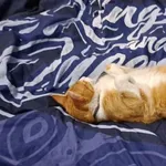 Zaginął kot, Jaksonowice, 10 grudnia 2023