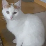 kocurek Red zaginął