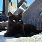 Zaginął kot, Serby, 13 grudnia 2023