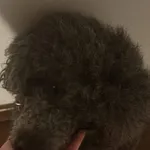 Zaginął pies, Gródek nad Dunajcem, 13 grudnia 2023