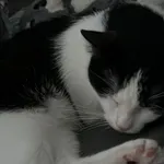 Zaginął kot, Łódź, 12 grudnia 2023