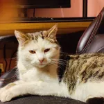 Zaginął kot, Rzeplin, 14 grudnia 2023