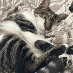 Zaginął kot, Gdynia, 14 grudnia 2023