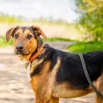 Młody Aleks, fantastyczny, grzeczny psiak!