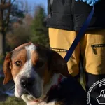 Imię:
Przyjęty: 2023-12-16
Płeć: Pies
Opis: mieszaniec, tricolor
Wiek: ok. 5 lat