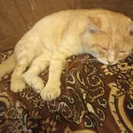 Zaginął kot, Strachosław, 16 grudnia 2023