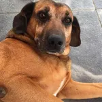 Zaginął pies, Dankowice, 16 grudnia 2023