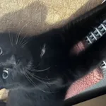 Zaginął kot, Łódź, 17 grudnia 2023