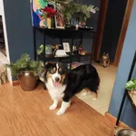 Zaginął pies, Przemyśl, 18 grudnia 2023