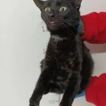 Bytom 616093902523546 europejski czarny kocur K1 18-12-2023