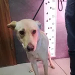 Przyjęty: 2023-12-17
Gmina: Jaworzno
Płeć: Pies
Opis: mieszaniec, biszkoptowe