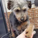 Pies do adopcji, Przyborówko, 17 grudnia 2023