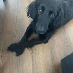 Zaginął pies, Pszczyna, 19 grudnia 2023