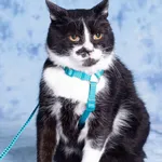 Kot do adopcji, Gdańsk, 20 grudnia 2023