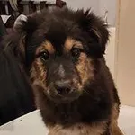 pies, mix, czarny podpalany, ok 4 msc, brak chipa / SM
Miejsce znalezienia: ul. Piotrowskiego
Znaleziono dnia: 2023-12-15